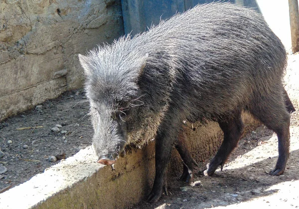 Świnia Ogrodzie Zoologicznym Oradei Rumunia — Zdjęcie stockowe