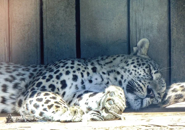 Egy Leopárd Alszik Nagyváradi Állatkertben Románia — Stock Fotó