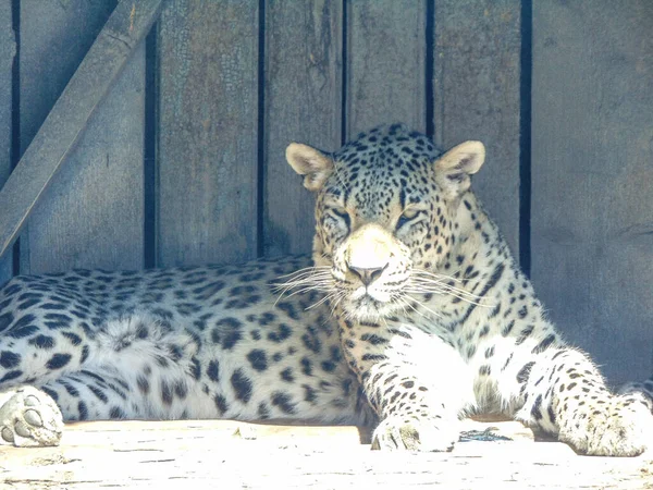 Leopard Στο Ζωολογικό Κήπο Oradea Ρουμανία — Φωτογραφία Αρχείου