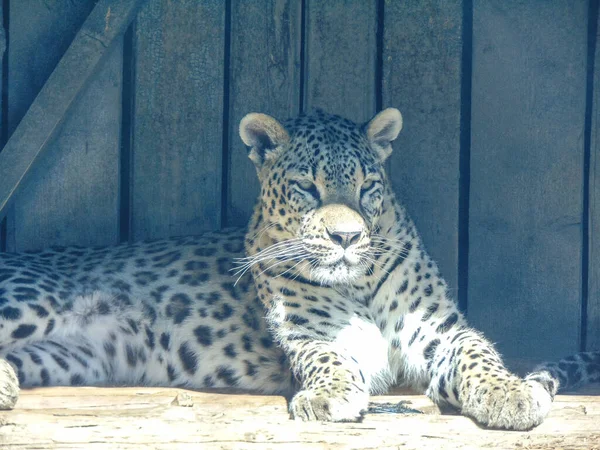 Leopardo Zoológico Oradea Rumania — Foto de Stock