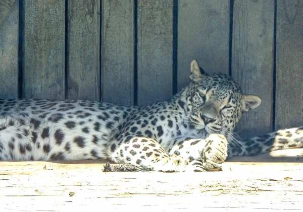 Leopardo Zoológico Oradea Rumania — Foto de Stock