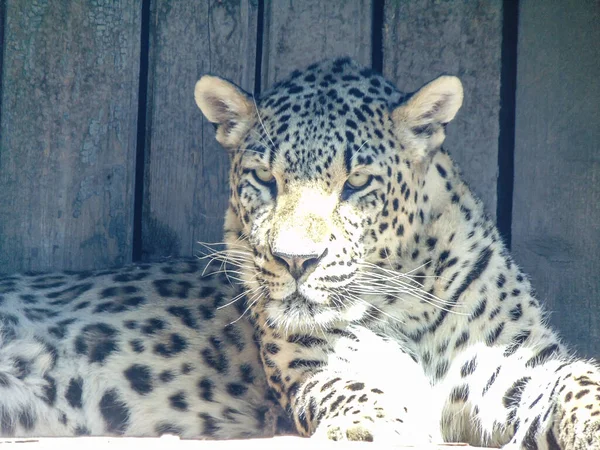 Леопард Зоопарке Орадея Румыния — стоковое фото