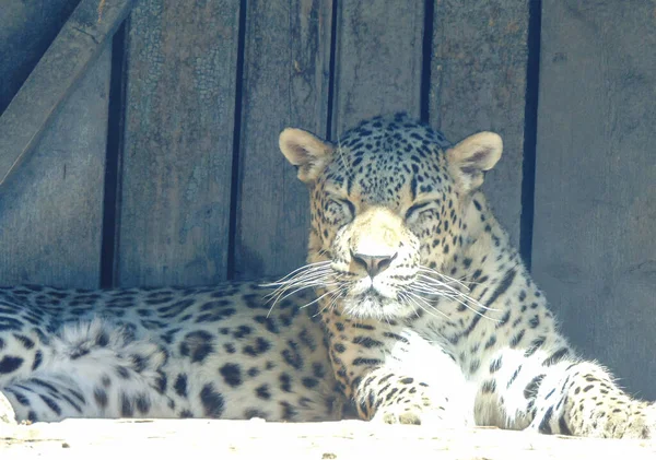 Leopard Στο Ζωολογικό Κήπο Oradea Ρουμανία — Φωτογραφία Αρχείου