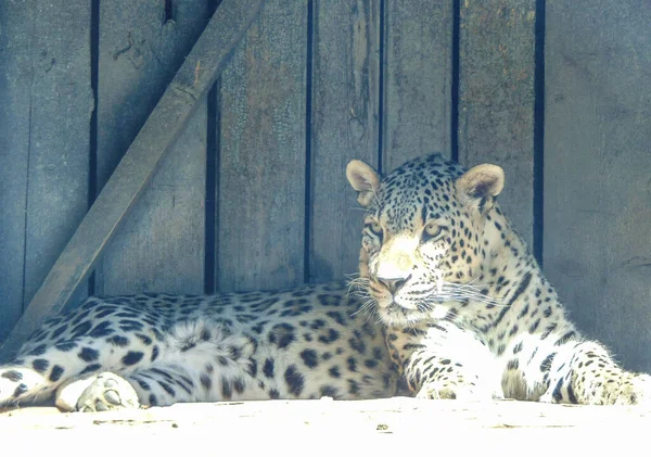 Leopárd Nagyváradi Állatkertben Románia — Stock Fotó