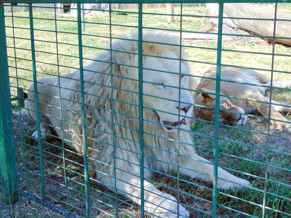 Een Leeuw Een Leeuwin Dierentuin Van Oradea Roemenië — Stockfoto