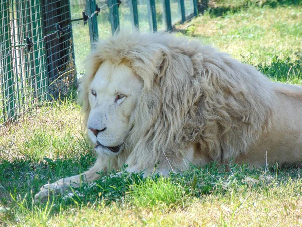 Leão Zoológico Oradea Roménia — Fotografia de Stock
