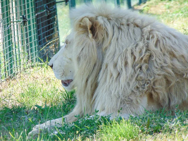 León Zoológico Oradea Rumania — Foto de Stock