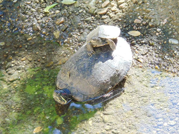 Een Kleine Schildpad Zit Schelp Van Een Grotere Schildpad — Stockfoto