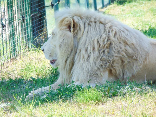 Löwe Zoo Von Oradea Rumänien — Stockfoto