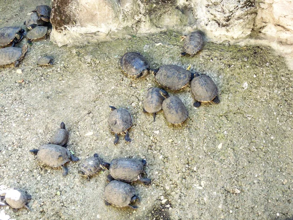 Schildkröten Zoo Rumänien — Stockfoto