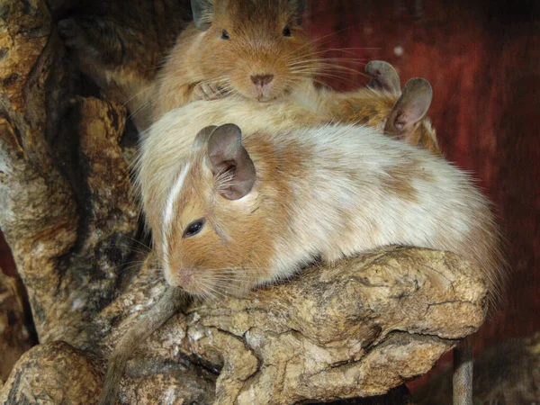 Σκίουροι Degu Στο Ζωολογικό Κήπο Κλείσιμο Προβολής — Φωτογραφία Αρχείου