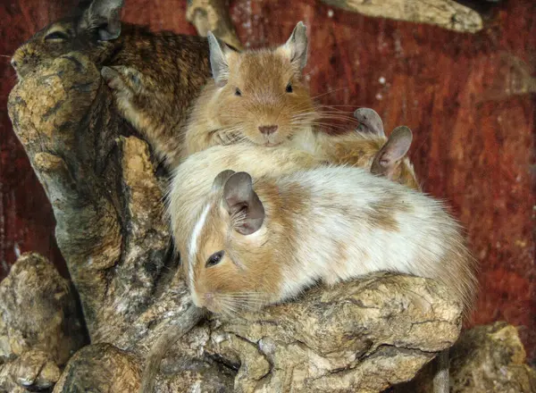 Σκίουροι Degu Στο Ζωολογικό Κήπο Κλείσιμο Προβολής — Φωτογραφία Αρχείου
