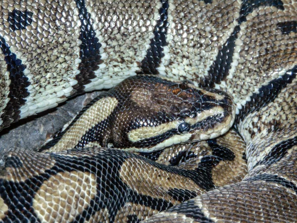 Крупный План Королевского Питона Snake — стоковое фото