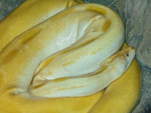 Yellow Snake Closeup View Macro — Stock Photo, Image