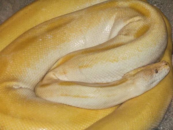 Желтая Змея Вид Крупным Планом Макро — стоковое фото