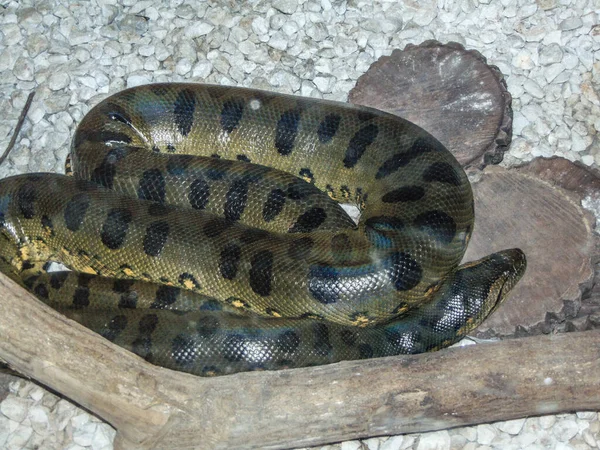 Serpiente Anaconda Verde Zoológico — Foto de Stock