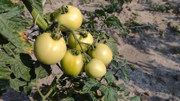 Wciąż Niedojrzałe Pomidory Ogrodzie Okręgu Maramures Rumunia — Wideo stockowe