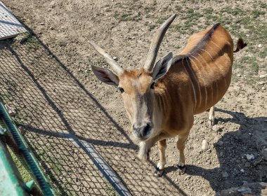 Eland antilobu. Taurotragus antilobu. Yaz boyunca.