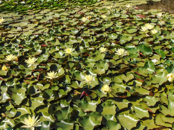 Lírios Água Amarelos Lago — Fotografia de Stock