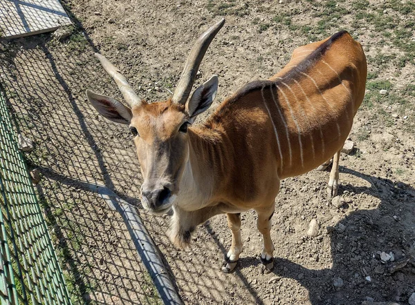 Antílope Eland Taurotragus Oryx Durante Verano —  Fotos de Stock
