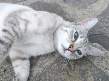 Kaldırımda bir kedi oturuyor.