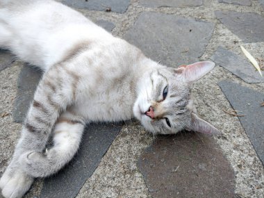 Kaldırımda bir kedi oturuyor.