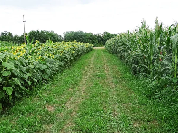 Temmuzda ayçiçekli ve mısırlı tarla. Romanya 'nın Maramures ilçesinde