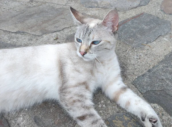 Kaldırımda bir kedi oturuyor.