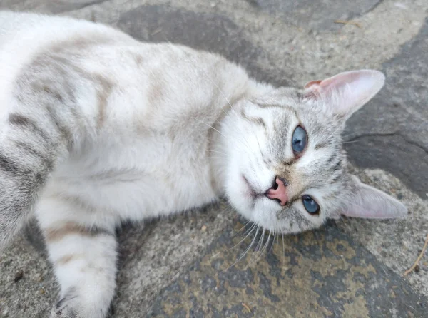 Kaldırımda bir kedi oturuyor.