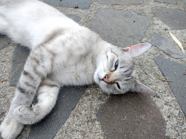 Kaldırımda bir kedi oturuyor.