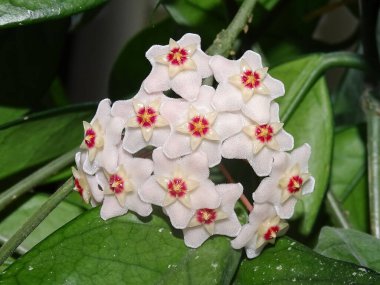 Bal bitkisi (Hoya carnosa) çiçeği. Macro bal bitkisi. Güzel Hoya carnosa çiçeği
