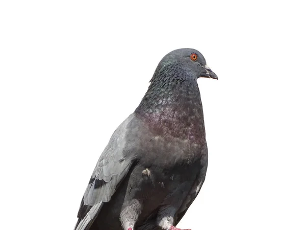Pigeon Isolé Sur Fond Blanc — Photo