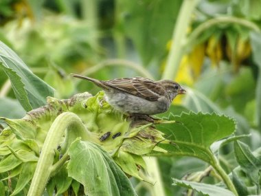 Bir serçe ayçiçeğinin üzerinde oturur.