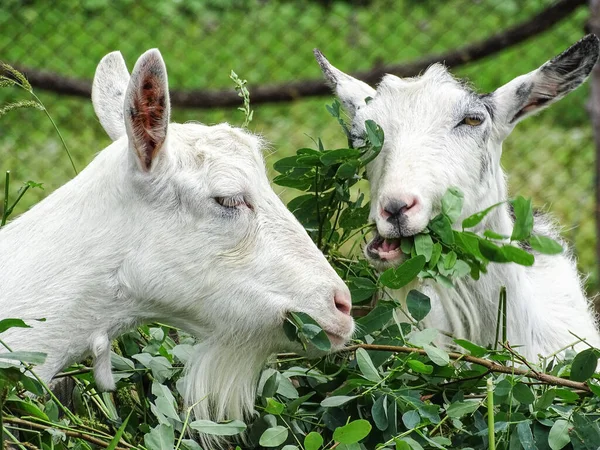 Deux Chèvres Blanches Mangent — Photo