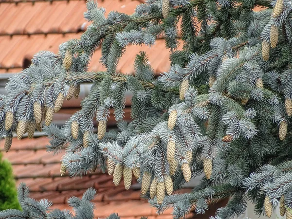 Kolorado Blue Spruce Drzewo Latem Rumunii — Zdjęcie stockowe