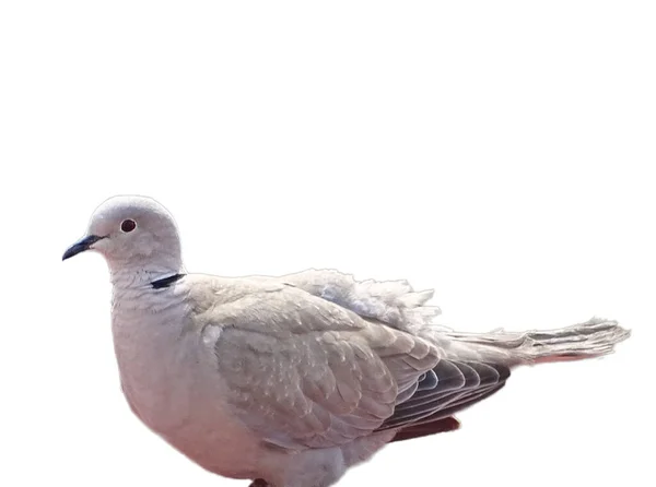 Eurasian Collared Dove Streptopelia Decaocto Isolated White — Stock Photo, Image