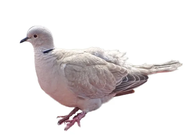 Eurasian Collared Dove Streptopelia Decaocto Isolated White — Stock Photo, Image