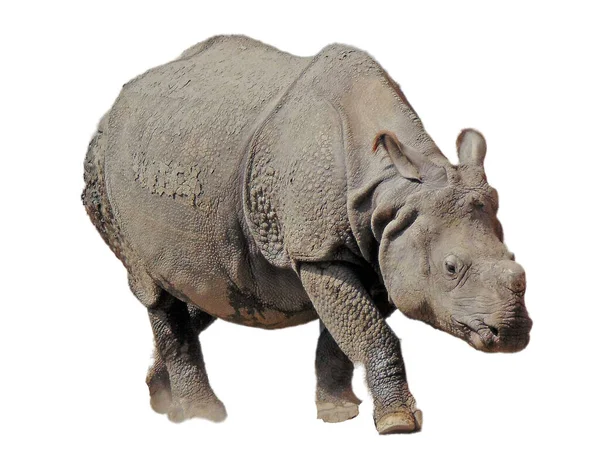 Indian Rhinoceros Isolated White Background — стоковое фото