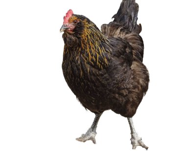 Beyaz arkaplanda izole edilmiş tavuk