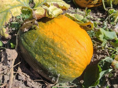 Yerde büyük bir balkabağı var. Romanya 'nın Maramures kentinde