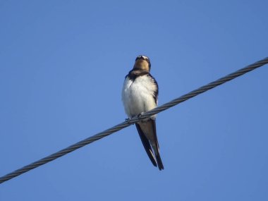 Swallow on a power line in Romania