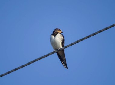 Swallow on a power line in Romania