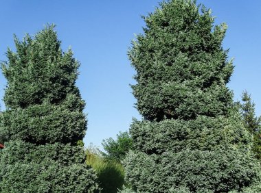 Romanya 'da Flaky Aruniper. Juniperus squamata