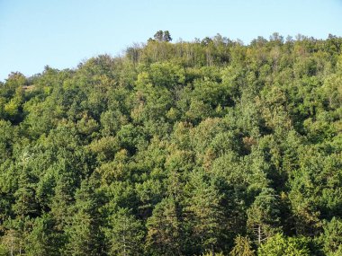 Yazın yeşil orman. Romanya 'da