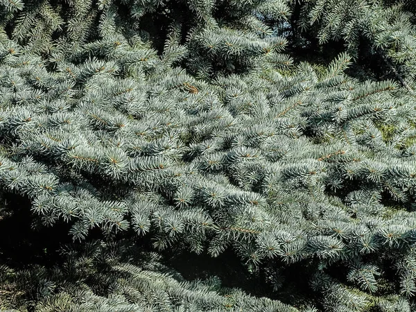 Colorado Blue Spruce Tree Romania Picea Pungens — Stock Photo, Image