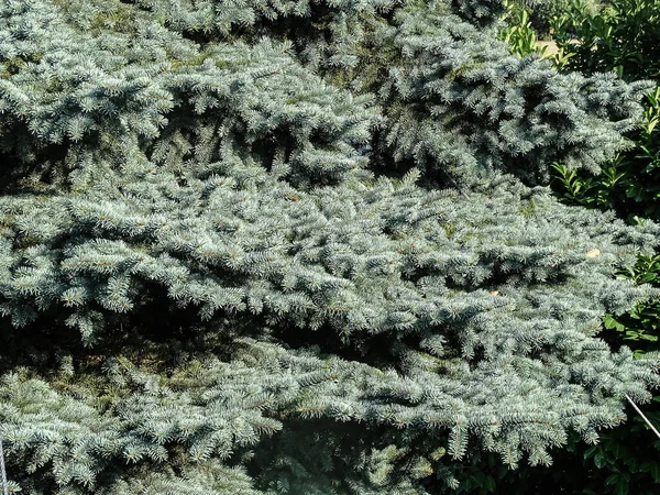 Colorado Blue Spruce Tree Romania Picea Pungens — Fotografia de Stock