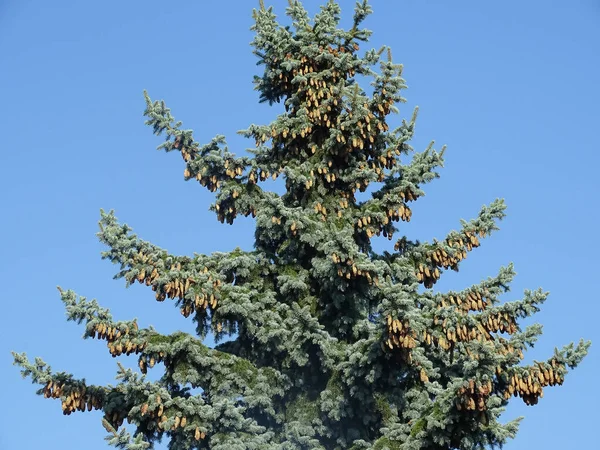 Μεγάλο Δέντρο Colorado Blue Spruce Πυγόνια Picea — Φωτογραφία Αρχείου