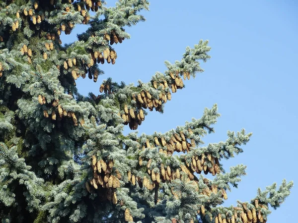 Colorado Blue Spruce Tree Romania Picea Pungens —  Fotos de Stock