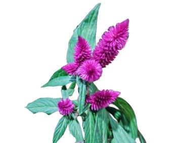 Mor çiçekli Celosia bitkisi beyaza izole edilmiş.