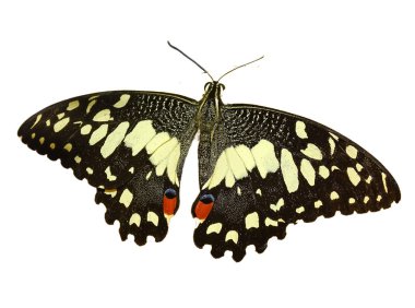 Papilio demoleus kelebeği beyazı izole etti